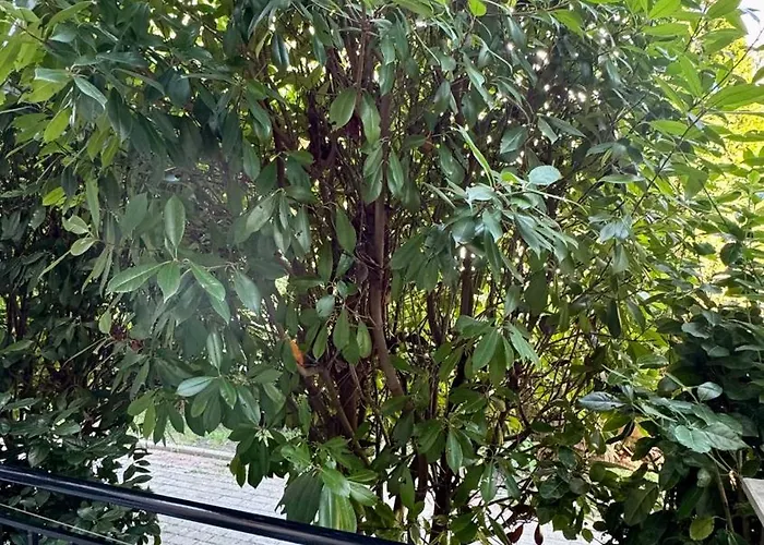 слънчево море Apartman Neszebar